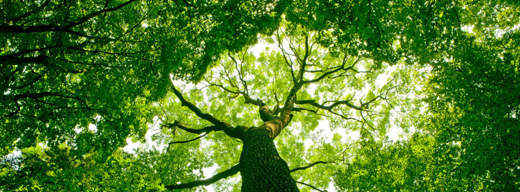 tree surgeon lingfield